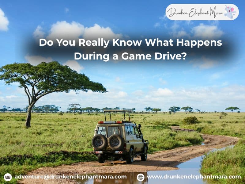 Safari Game Drive