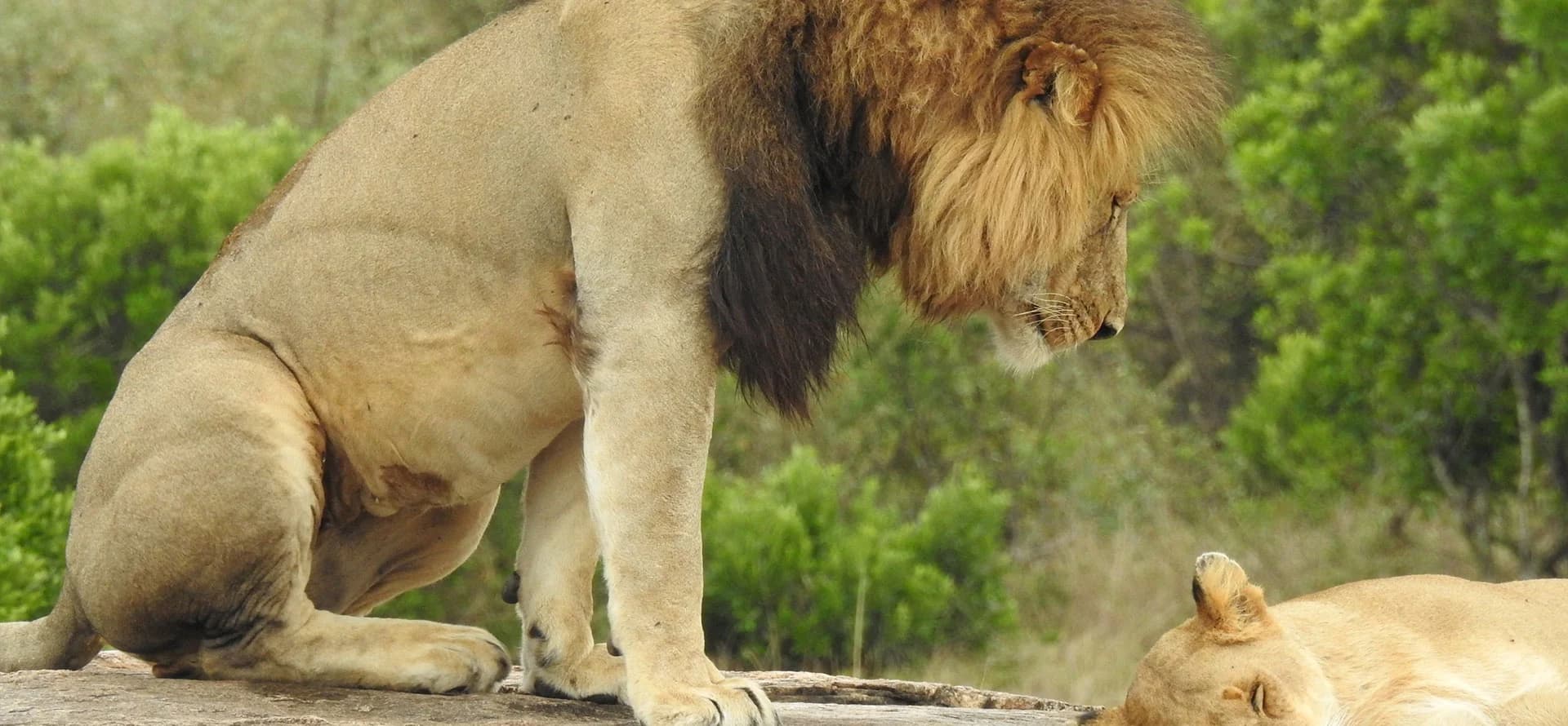 Male lion standing over a resting lioness in the Masai Mara