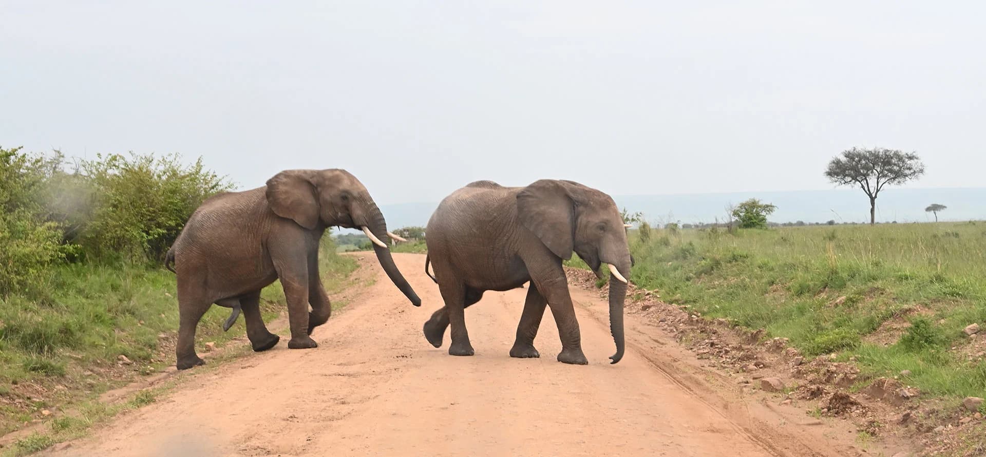 Elephants crossing the track