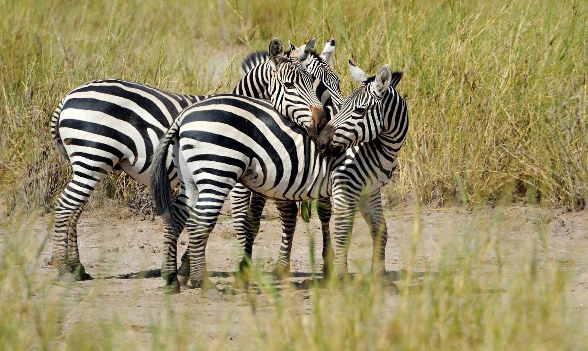 Zebra on the plains