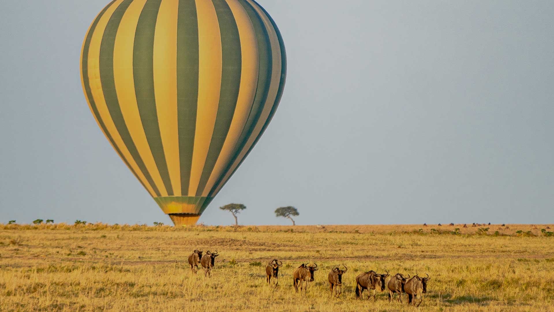 balloon safari