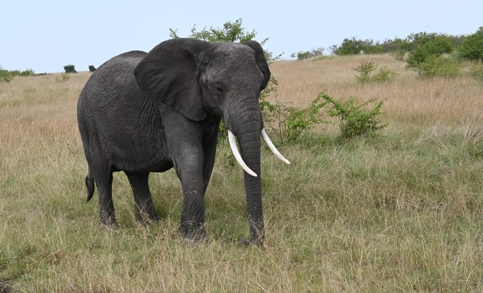 Masai Mara Safari