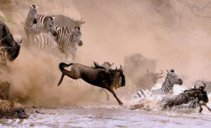 Wildebeest Migration