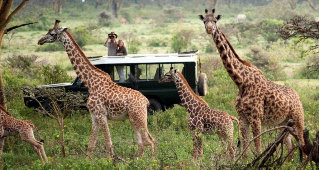 safari experts