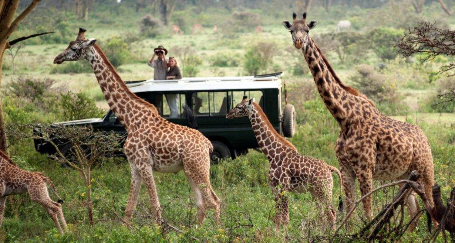 The Ultimate African Safari Experience