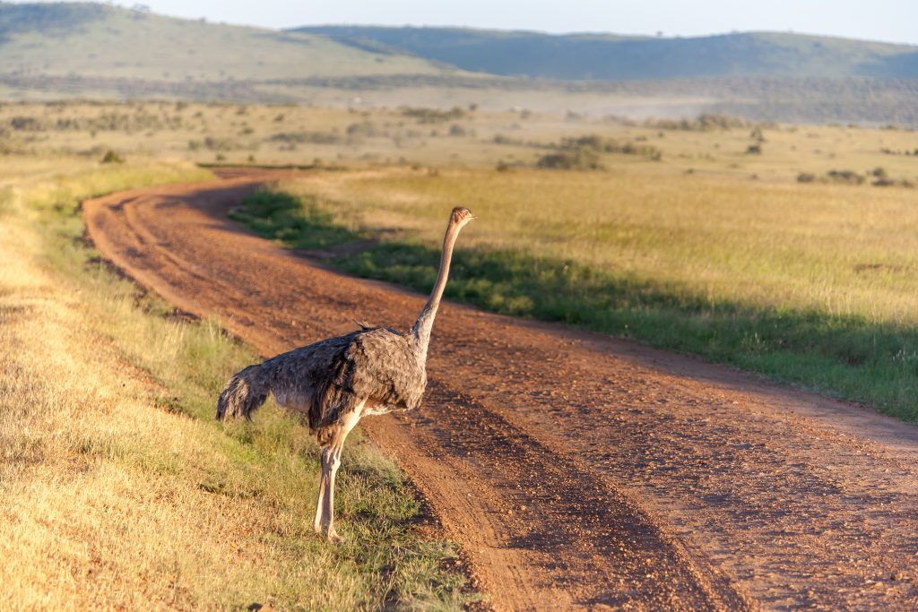 Masai Mara National Reserve