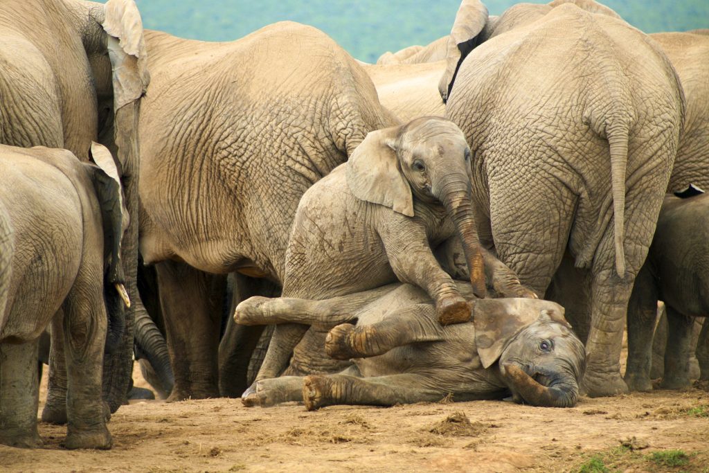 Maasai Mara National Reserve