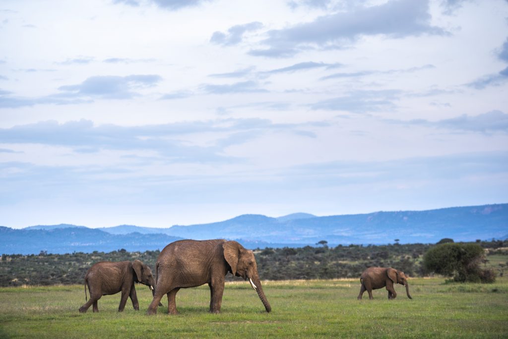 Masai Mara National Park in Kenya