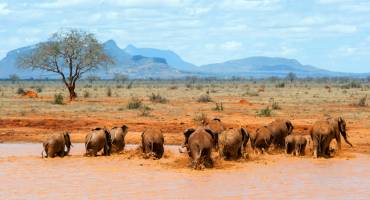 Masai Mara National Park in Kenya
