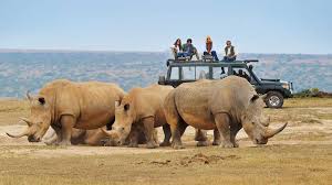 African Safari Tours