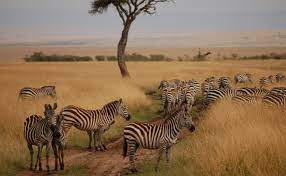 Mara National Park