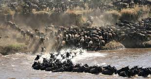 wildebeest migration