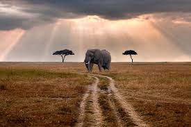 African Safari Tours