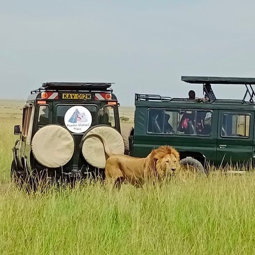 Safari Luxury Tents
