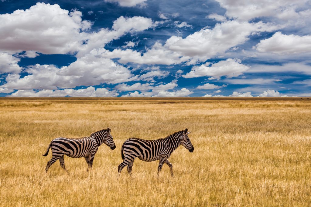 Drunken Elephant Mara Safari offers a unique and thrilling experience for adventure seekers and nature lovers alike.