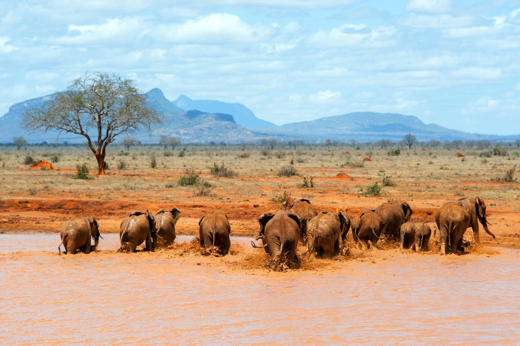 Best Time to Visit Masai Mara