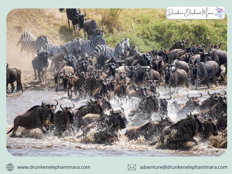 African Safari