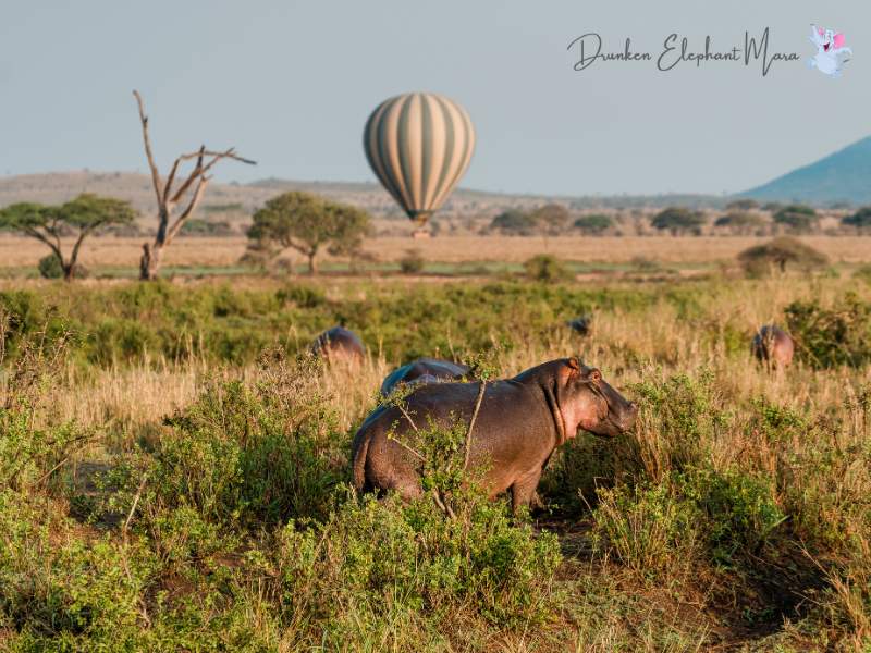 Hot Air Balloon kenya