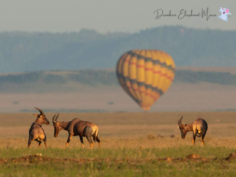 Hot Air Balloon kenya