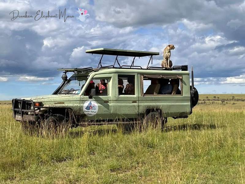 Masai Mara Game Drives