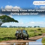 Safari Game Drive
