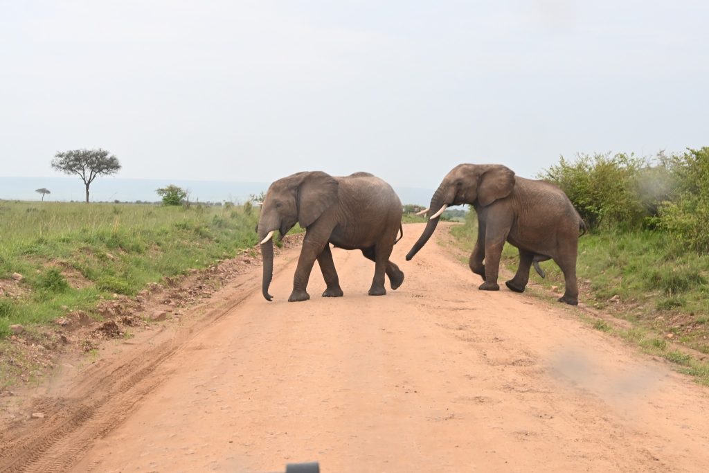 Best Time to Visit Masai Mara