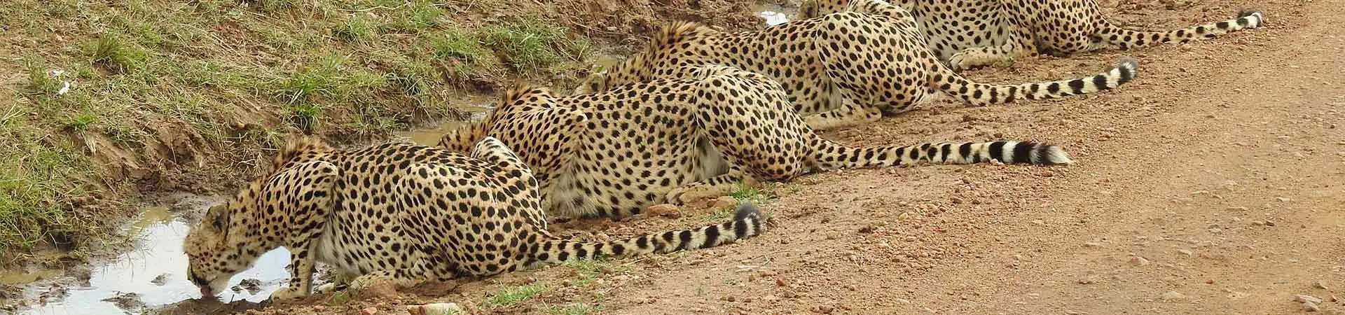 Masai Mara Luxury Safari