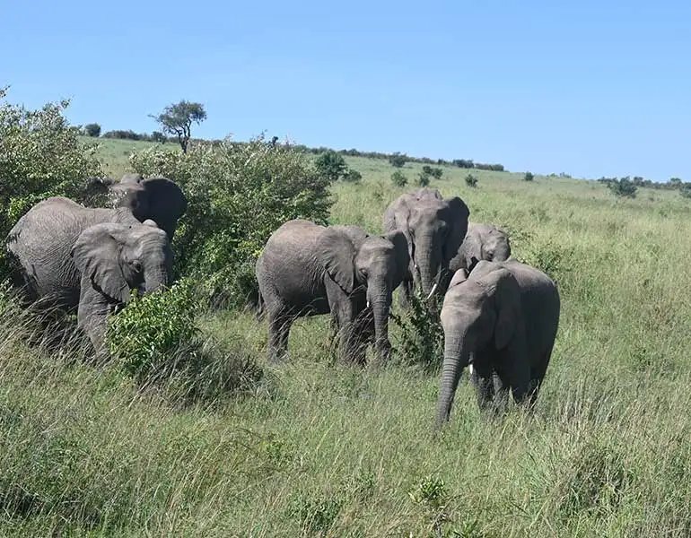 Game Drives