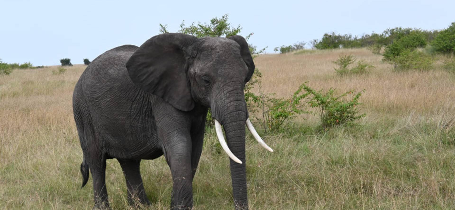 African Safari Tours